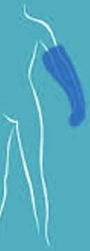 Aquatex Bras